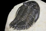 Detailed Hollardops Trilobite - Visible Eye Facets #154324-5